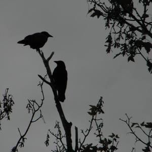 Meet your Posher, Bonnie